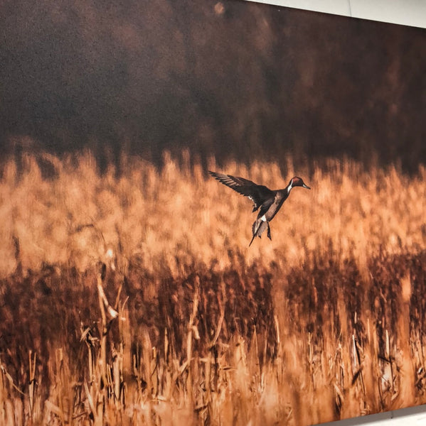 Spring in the Corn Canvas