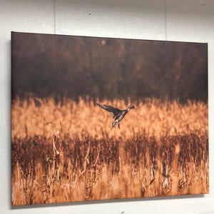 Spring in the Corn Canvas